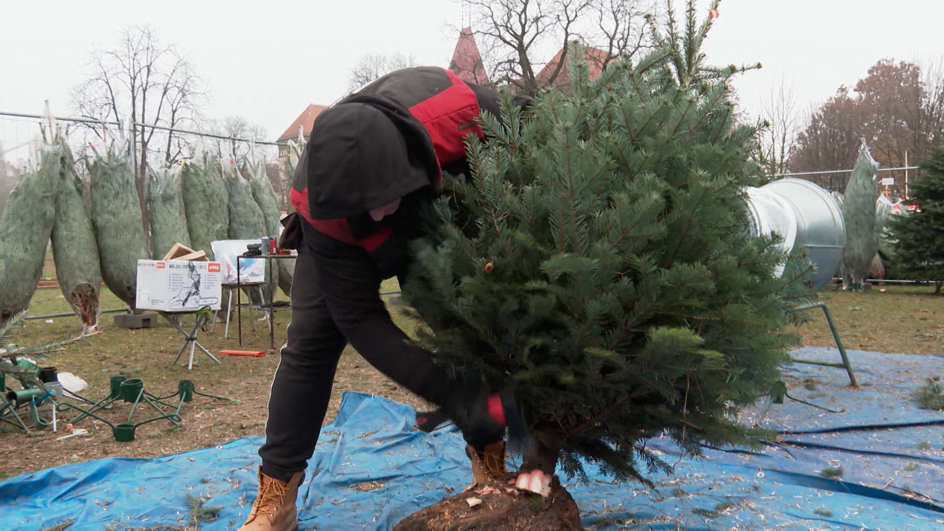 kupnja borova, božićno drvce