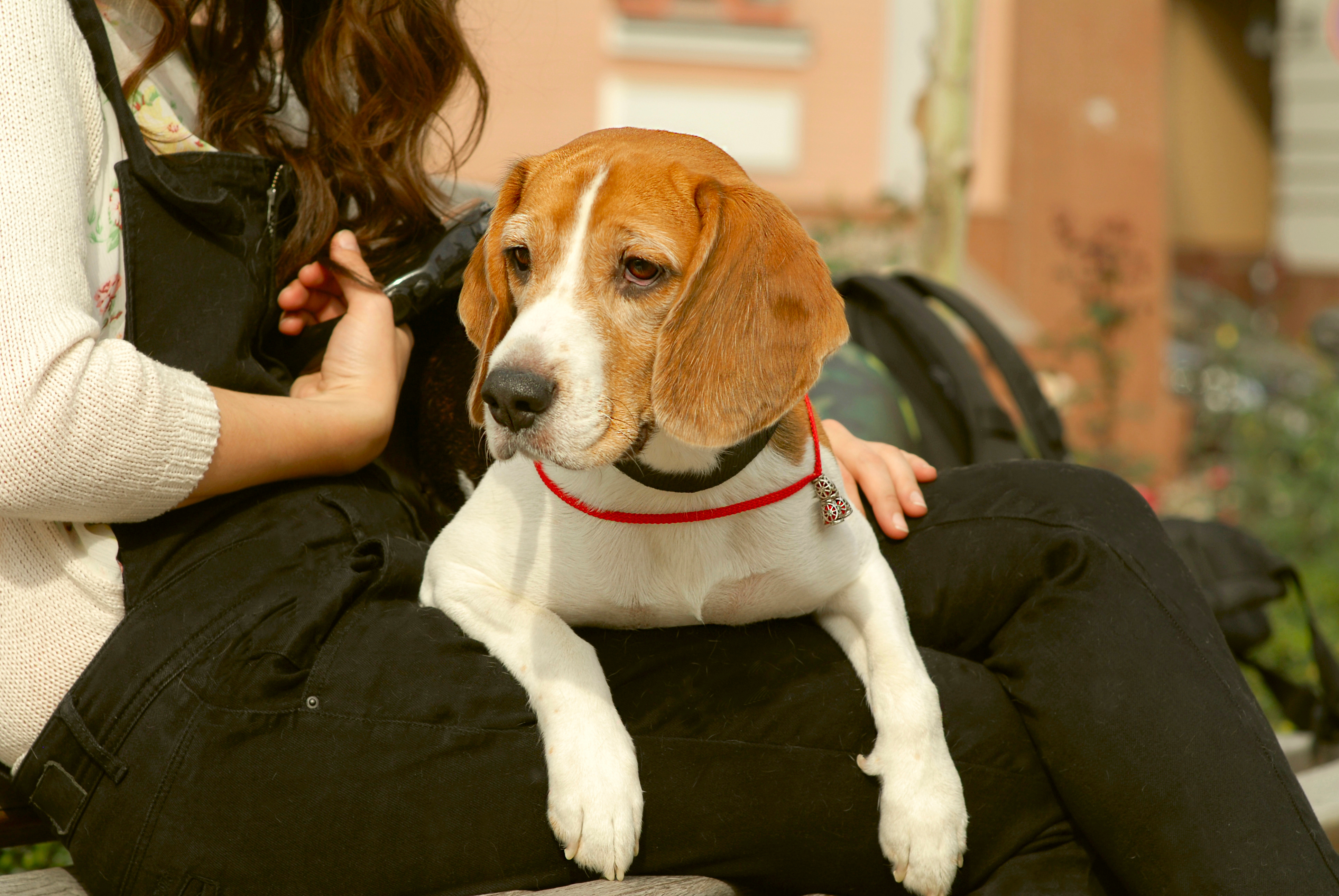 pas, bigl, kućni ljubimac, životinja