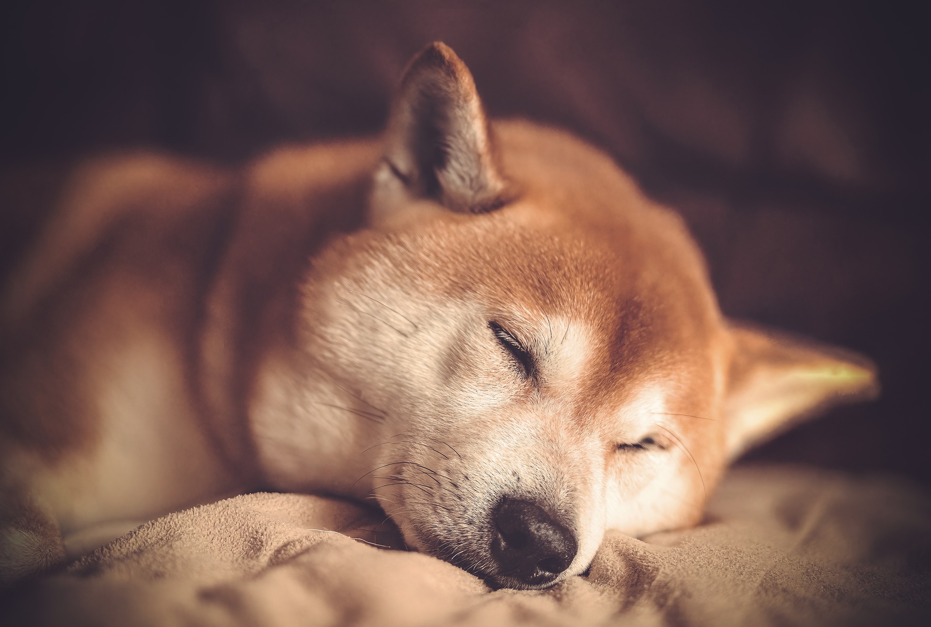Shiba Inu