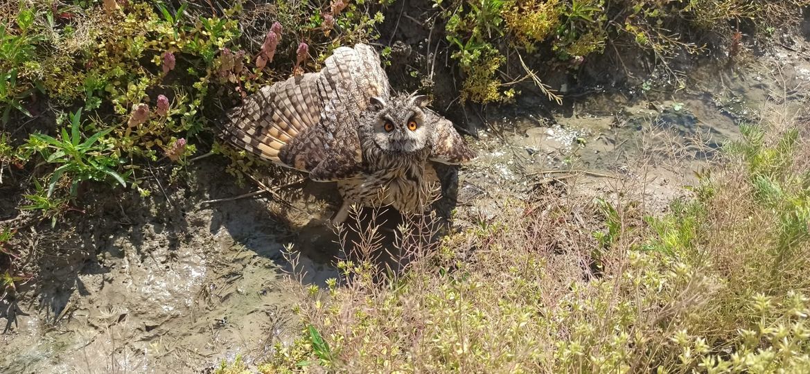 Sova ušara; Azil Dumovec