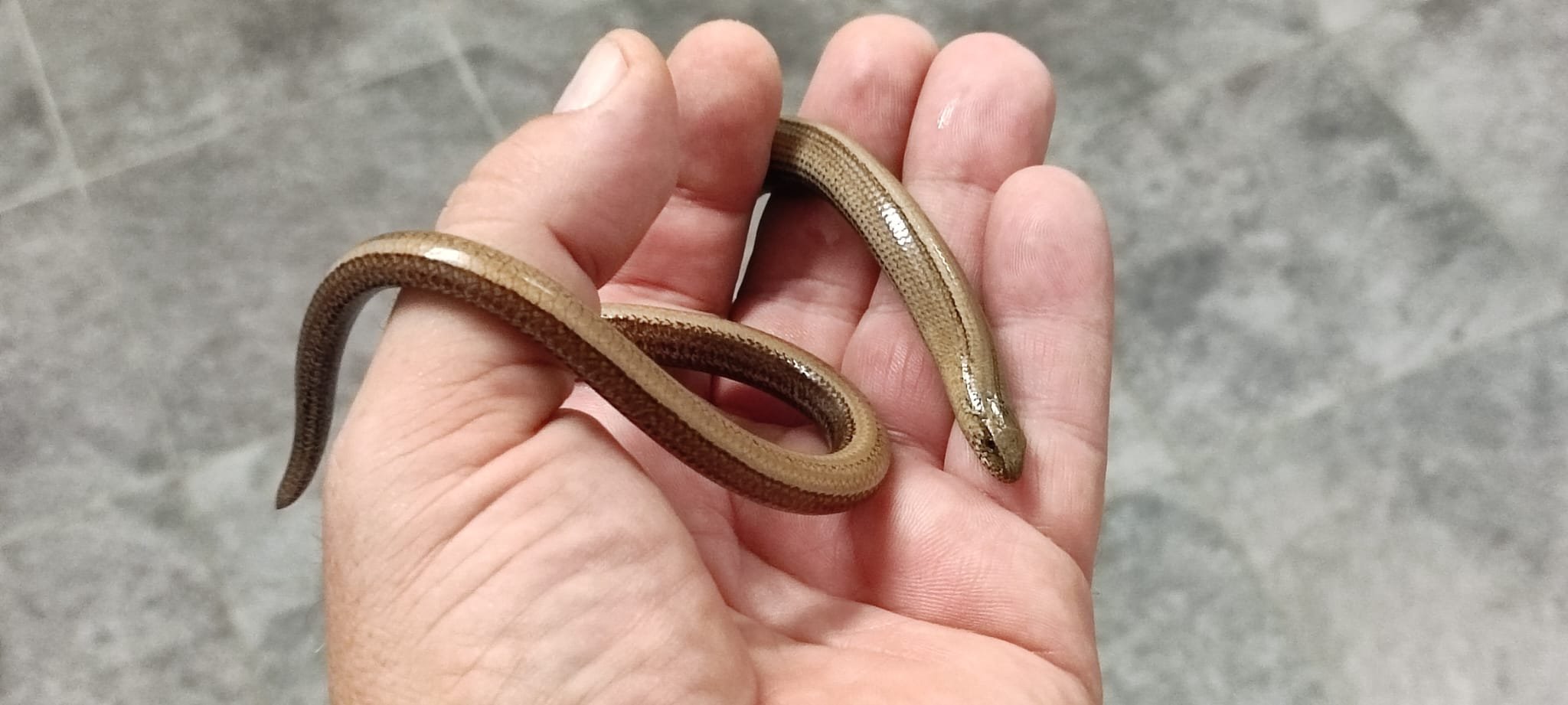 Sljepić; Azil Dumovec