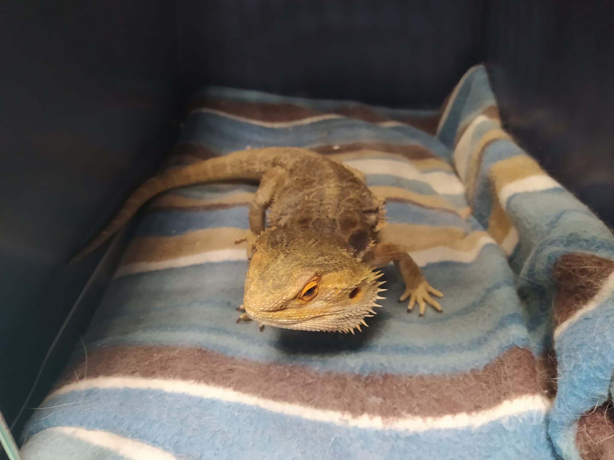 Bradata agama; Azil Dumovec