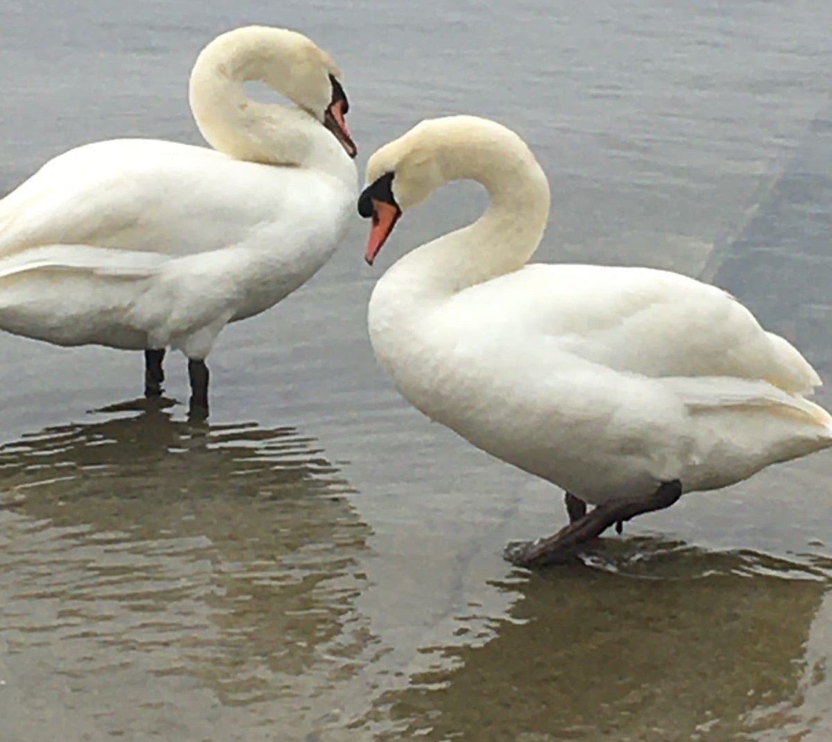 labudovi, jadran, ugljan, preko, plaža