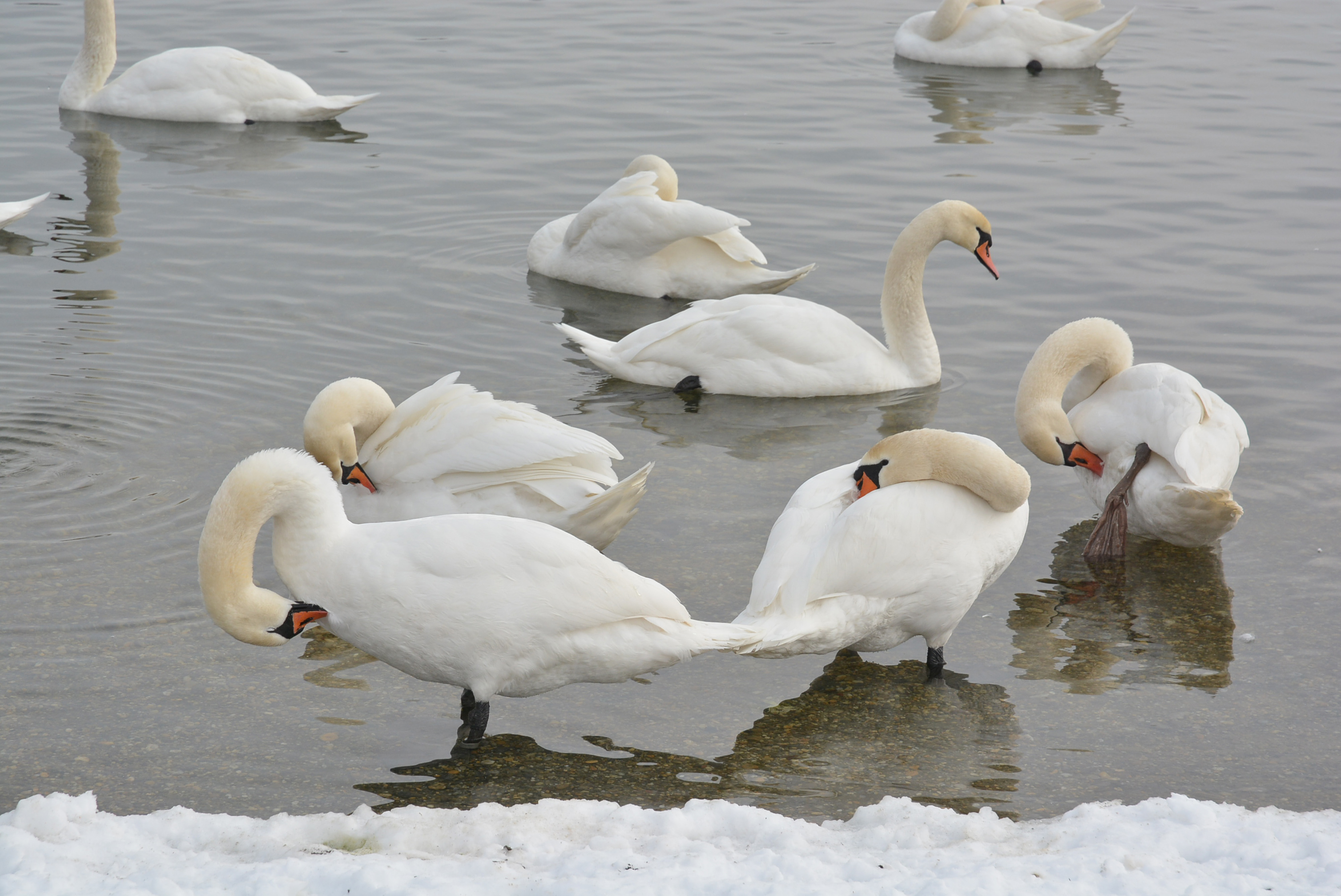 Koprivnica: Deurne veterinarske slube zbrinjavaju uginule ptice na jezeru oderica