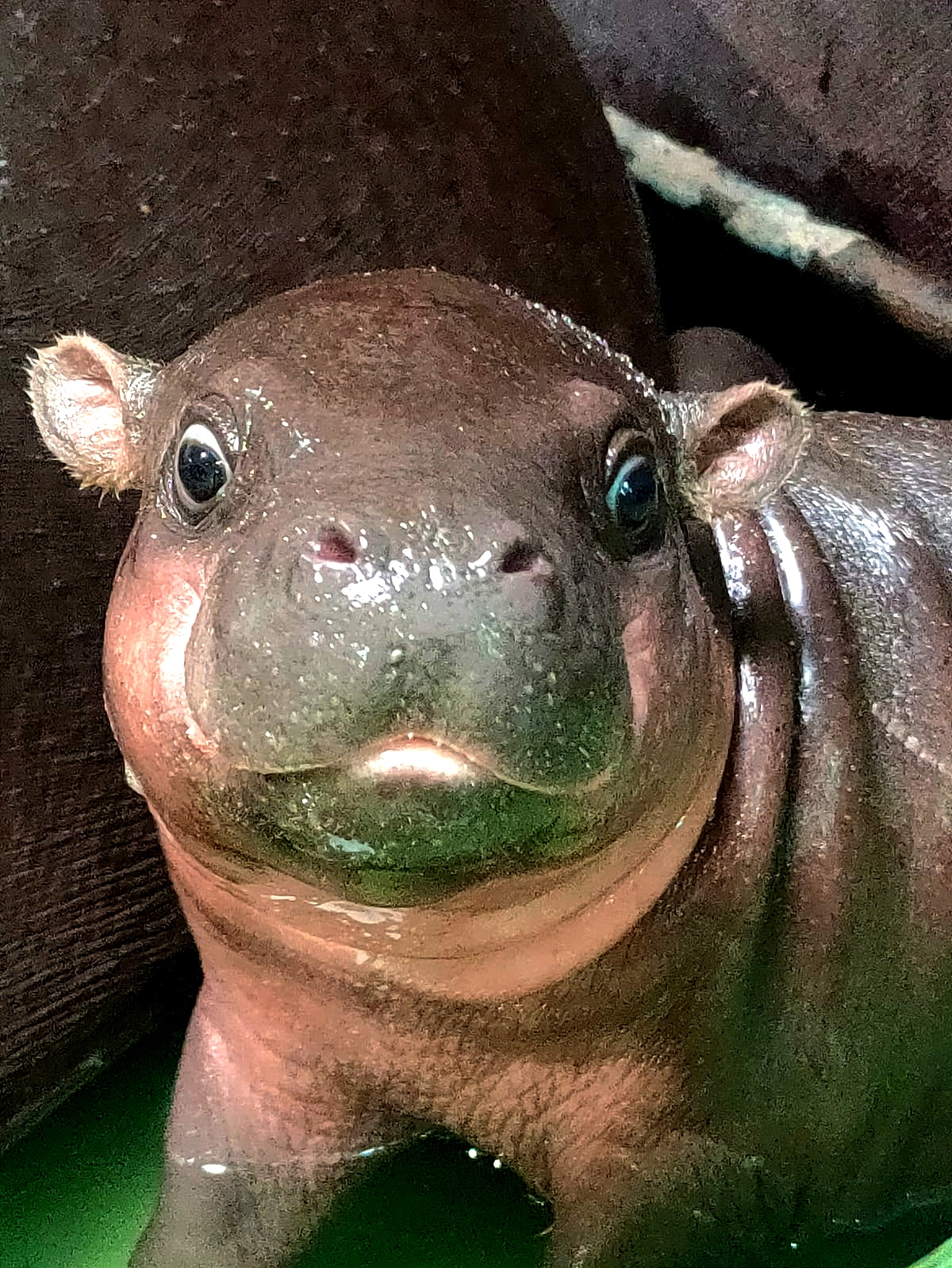 vodenkonj, zagrebački zoo