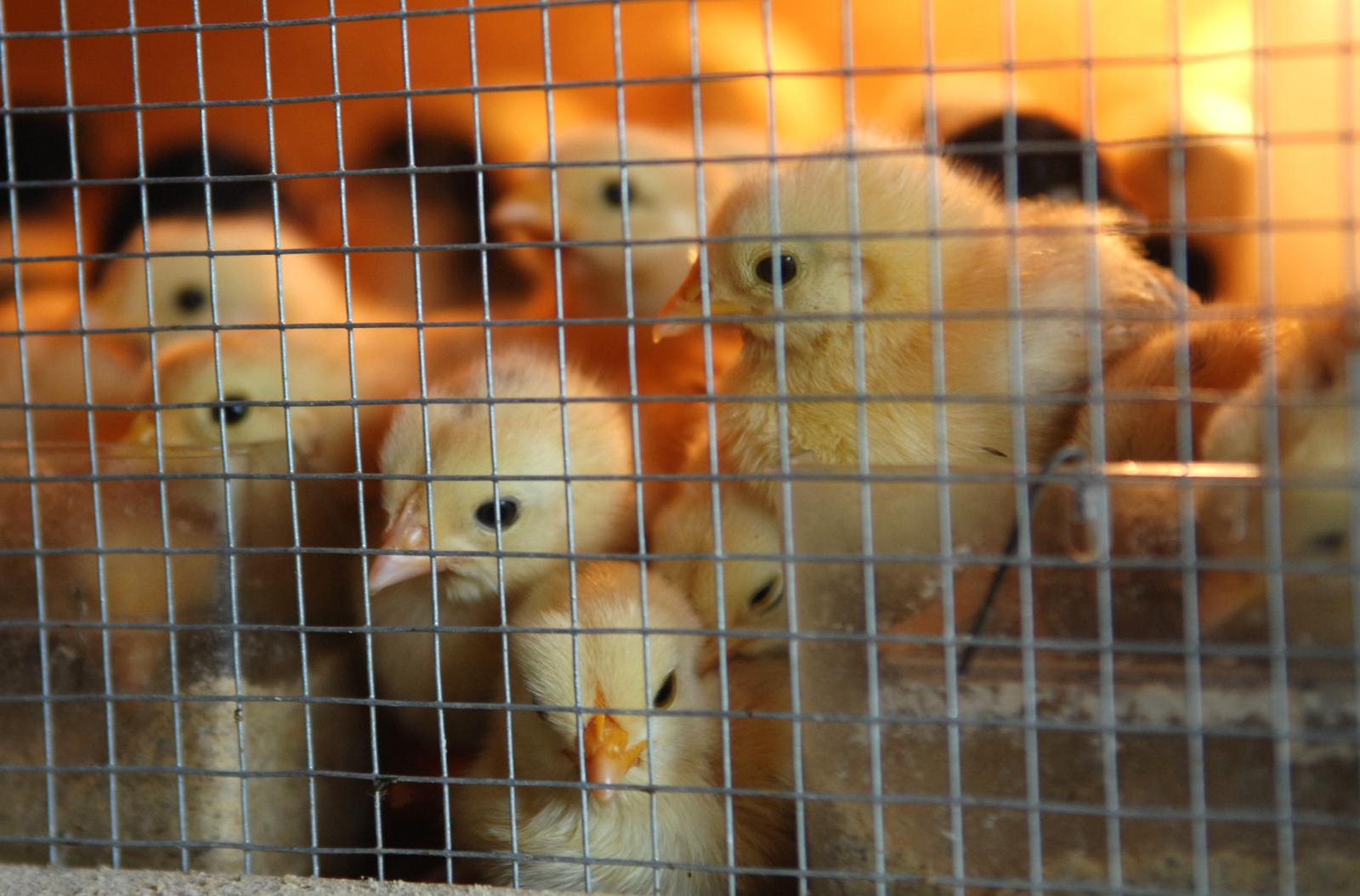 Bjelovar: Stradalima u poplavi u Gunji Danijel Platia donirat ?e 1000 pili?a kokoi hrvatica