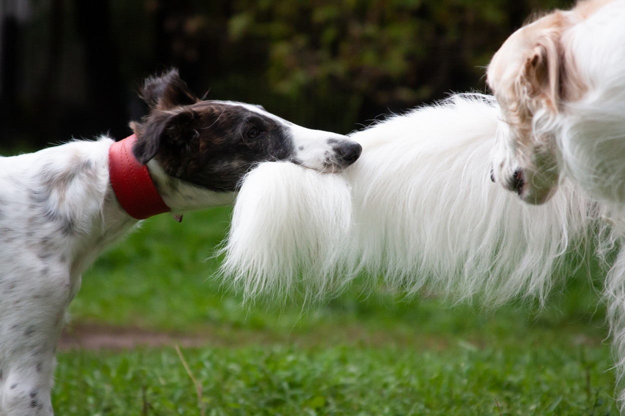 puppy grabbed his mom by the tail