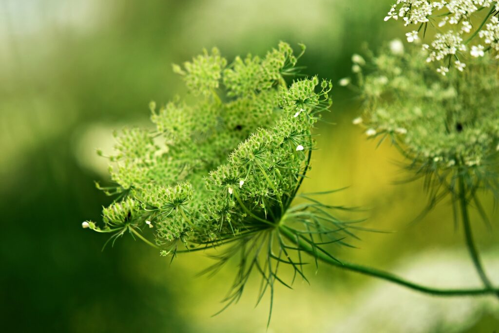 1675934466-cow-parsley-gdbdcec4b9_1920-1024x684.jpg