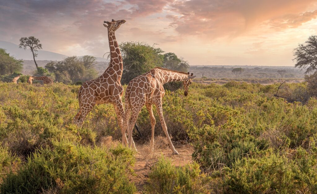 1676304365-giraffes-gc4271cdbf_1920-1024x628.jpg