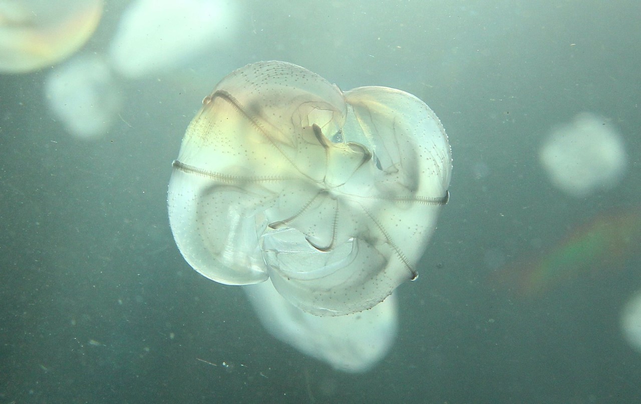 Institut za oceanografiju i ribarstvo Split
