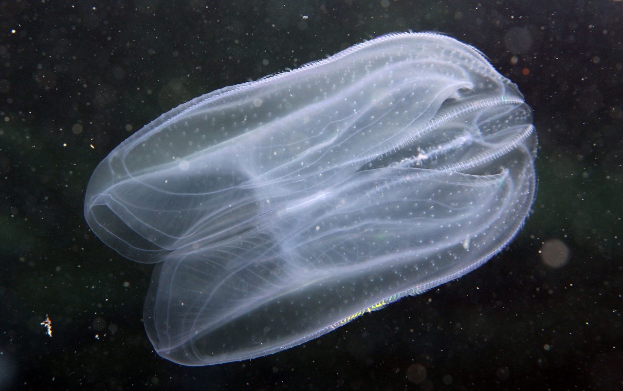 Institut za oceanografiju i ribarstvo Split