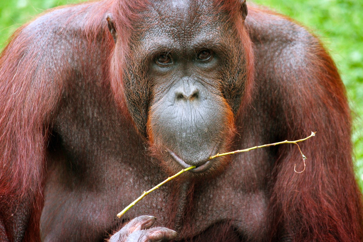 orangutan
