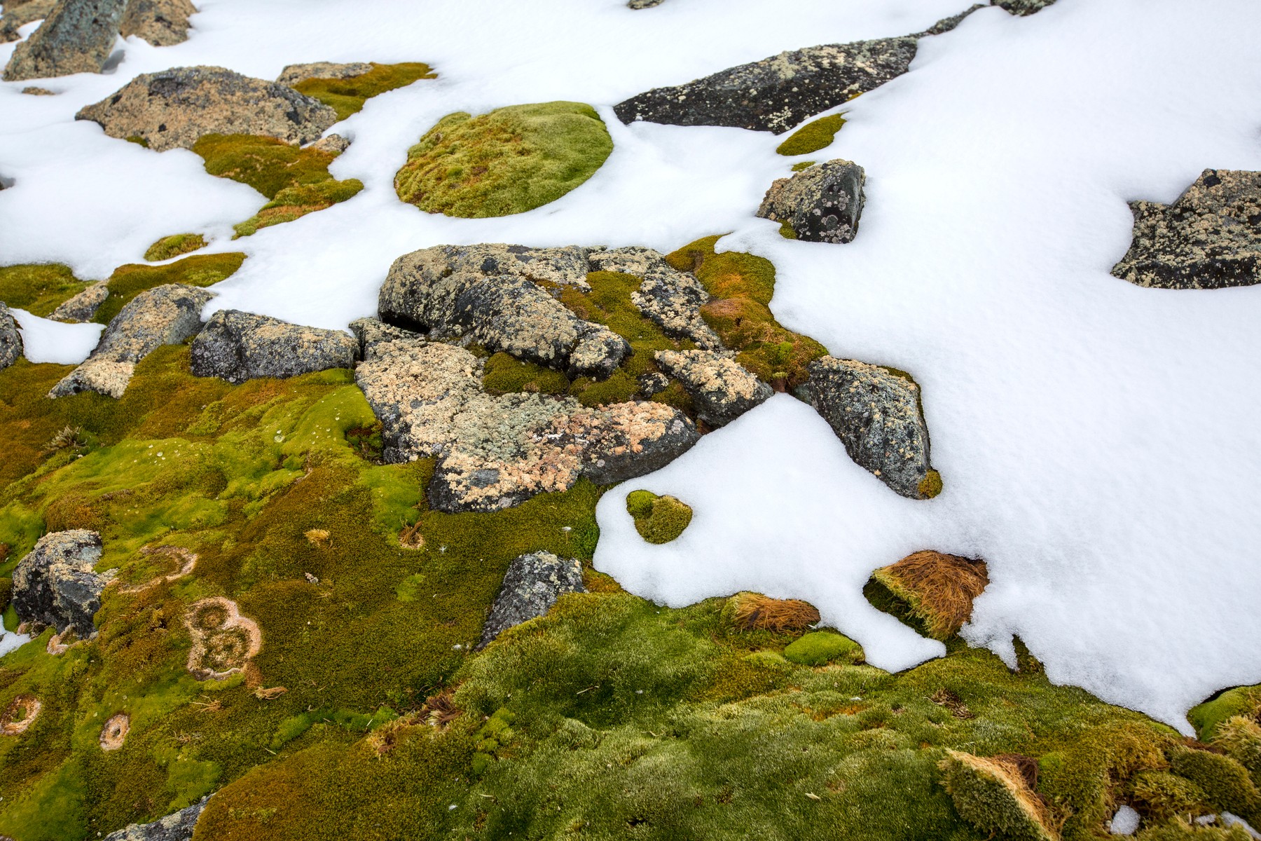 Melting snow, Antarctica