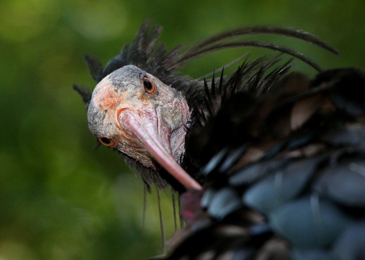 Northern bald Ibis or hermit ibis (Geronticus eremita) close-up