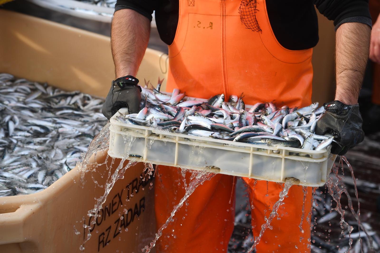 Tribunj: Nakon lovostaja tribunjski ribari vra?aju se izlovu plave ribe