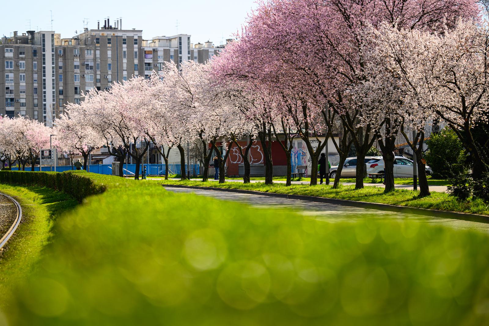 Zagreb: Rascvjetale krošnje stabala ukrašavaju Horvaćansku ulicu