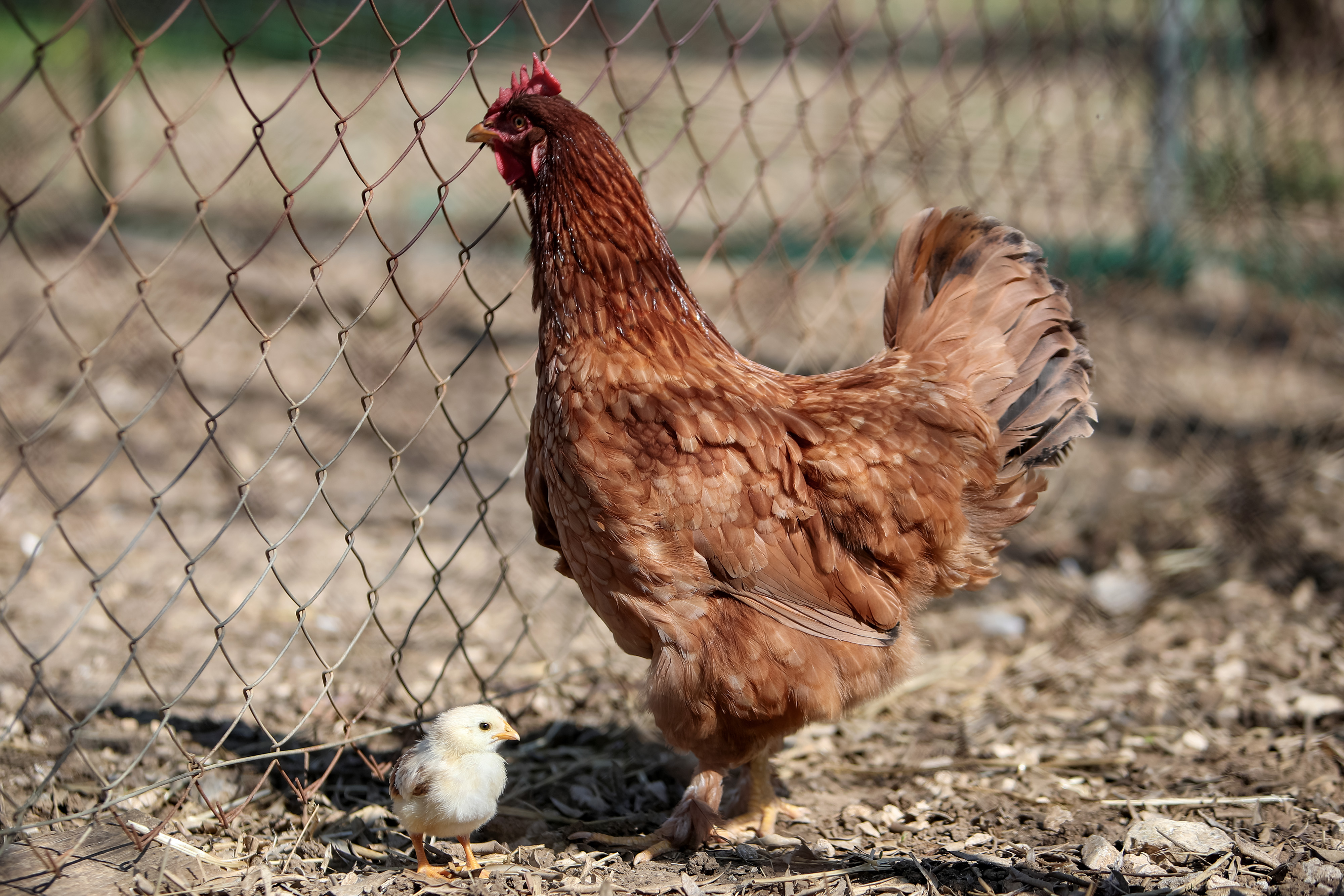 Proljeće na selu u Zemuniku Donjem
