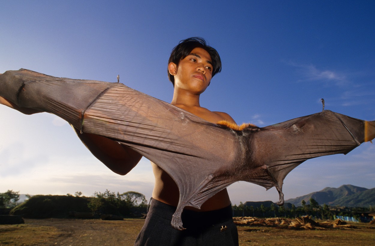 GOLDEN CAPPED FRUIT BAT