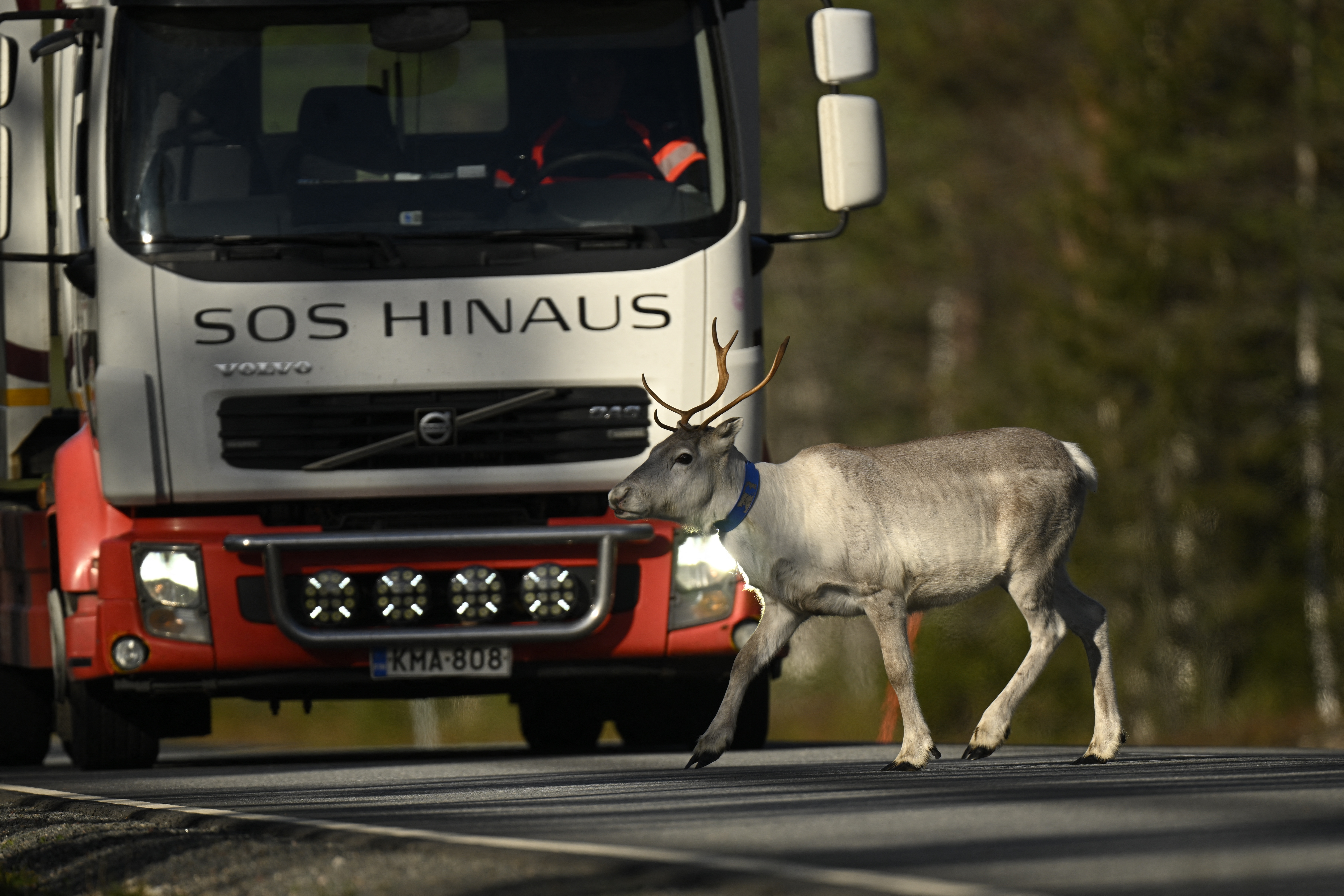 FINLAND-NATURE-ENVIRONMENT-ANIMAL-REINDEER
