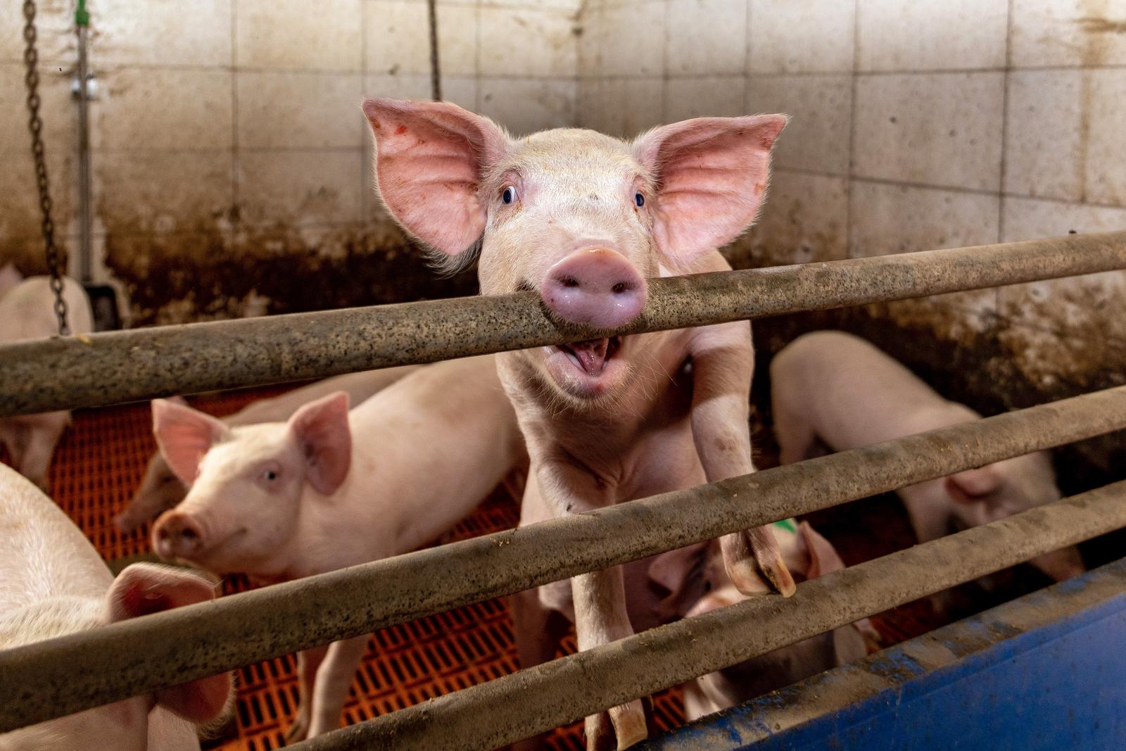 Antonija Mrzlić Budak iz Svetog Petra u Šumi najuzornija je hrvatska seoska žena