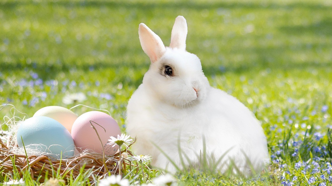uskrs, zec, jaja