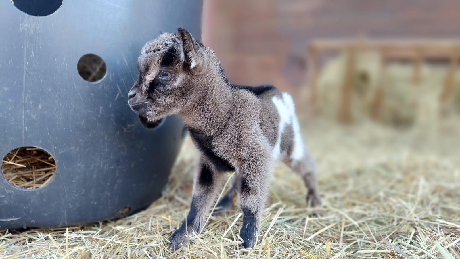 Zoološki vrt u Zagrebu