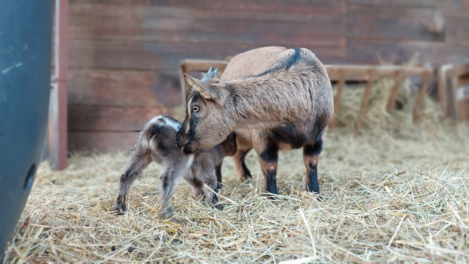 Zoološki vrt u Zagrebu