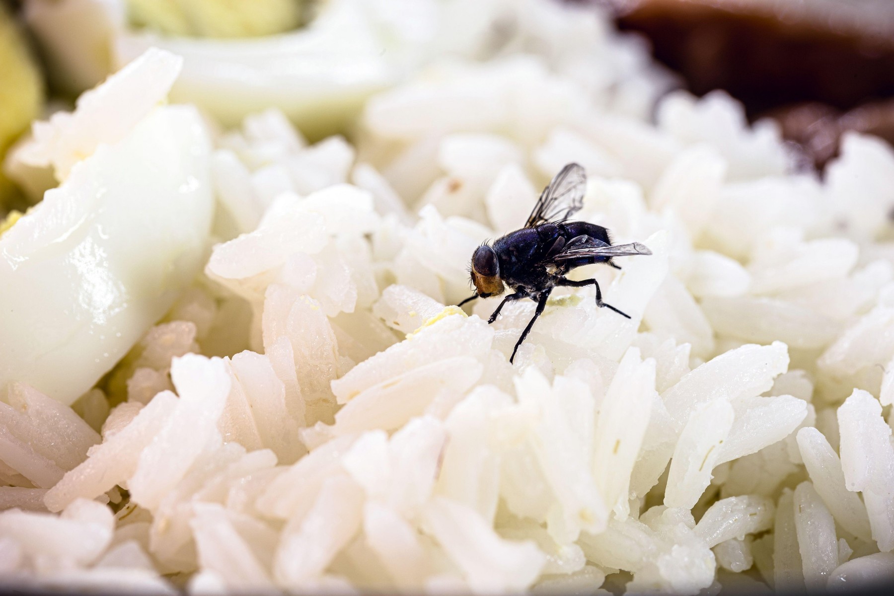 fly over rice, insect photo over food, poor hygiene
