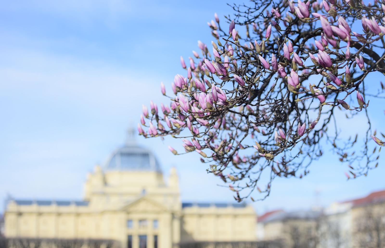 Zagreb: Rascvjetale magnolije na Tomislavcu svojom ljepotom privlače prolaznike