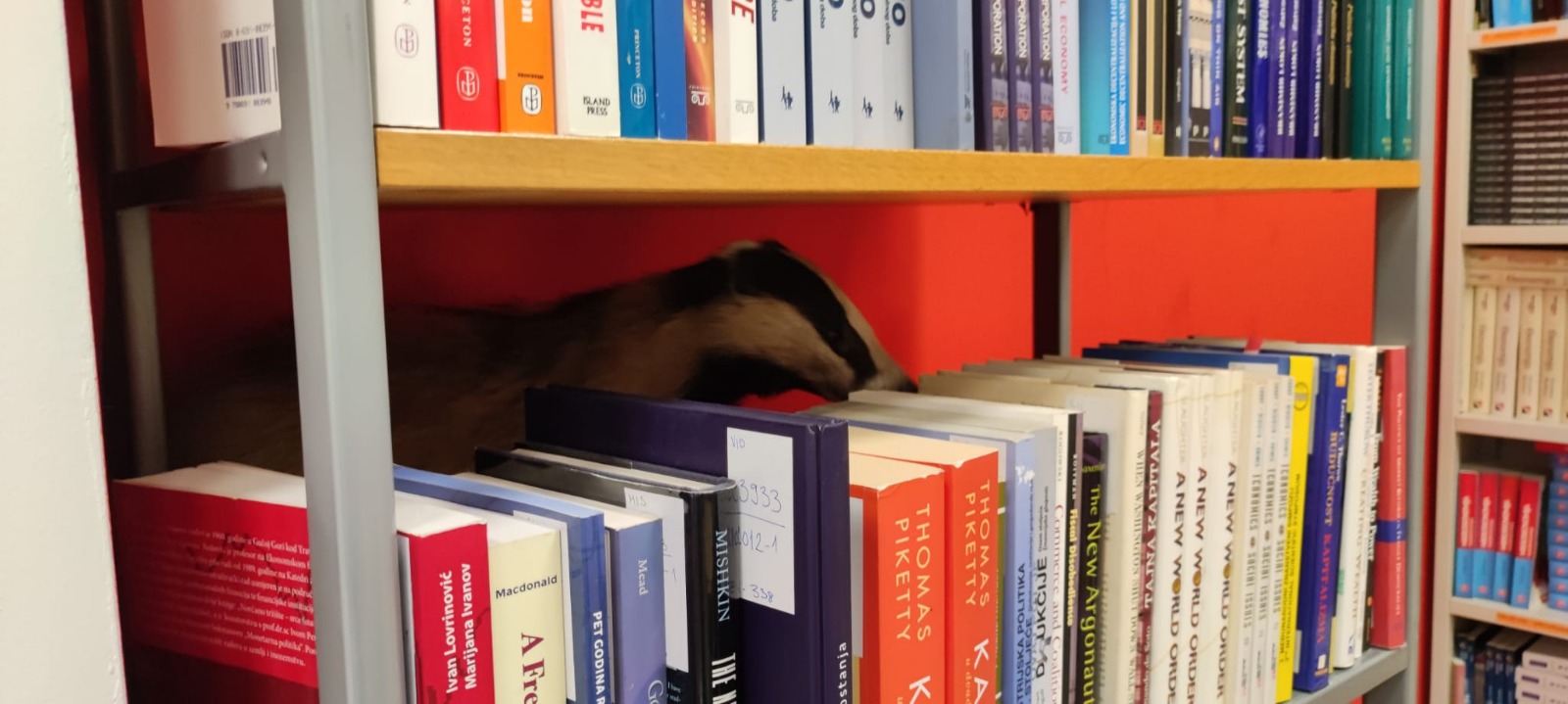 jazavac, sveučilište vern