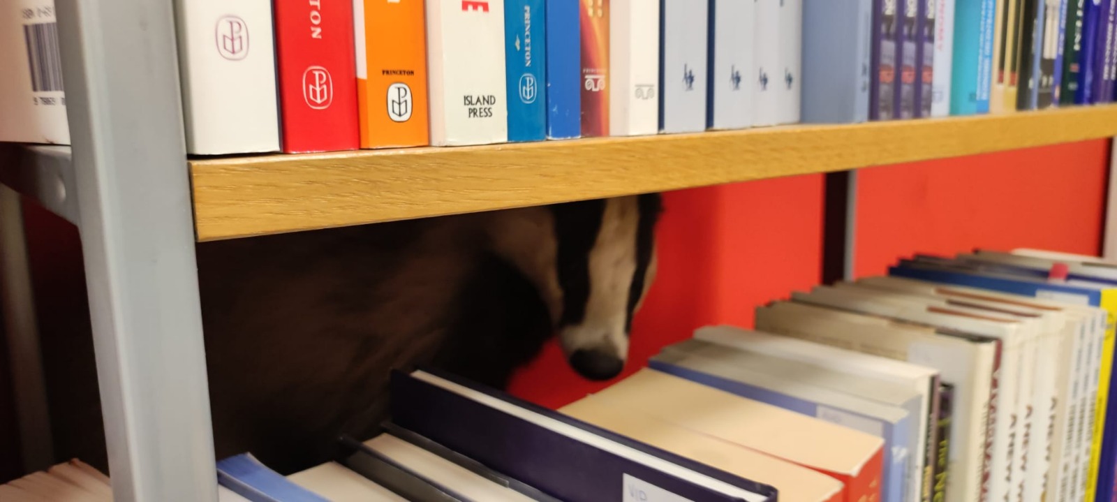 jazavac, sveučilište vern