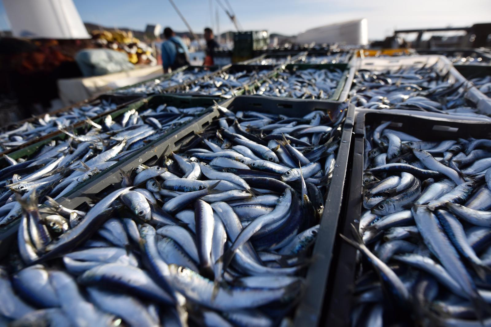 RIBA, RIBARI, JADRANSKO MORE