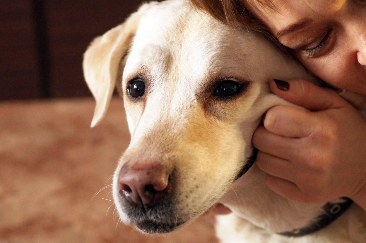 A woman hugs a Labrador. Pets