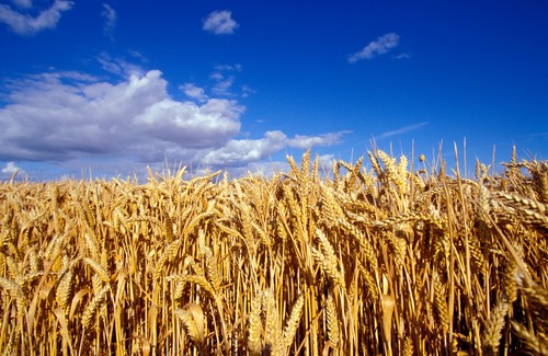 Wheat field