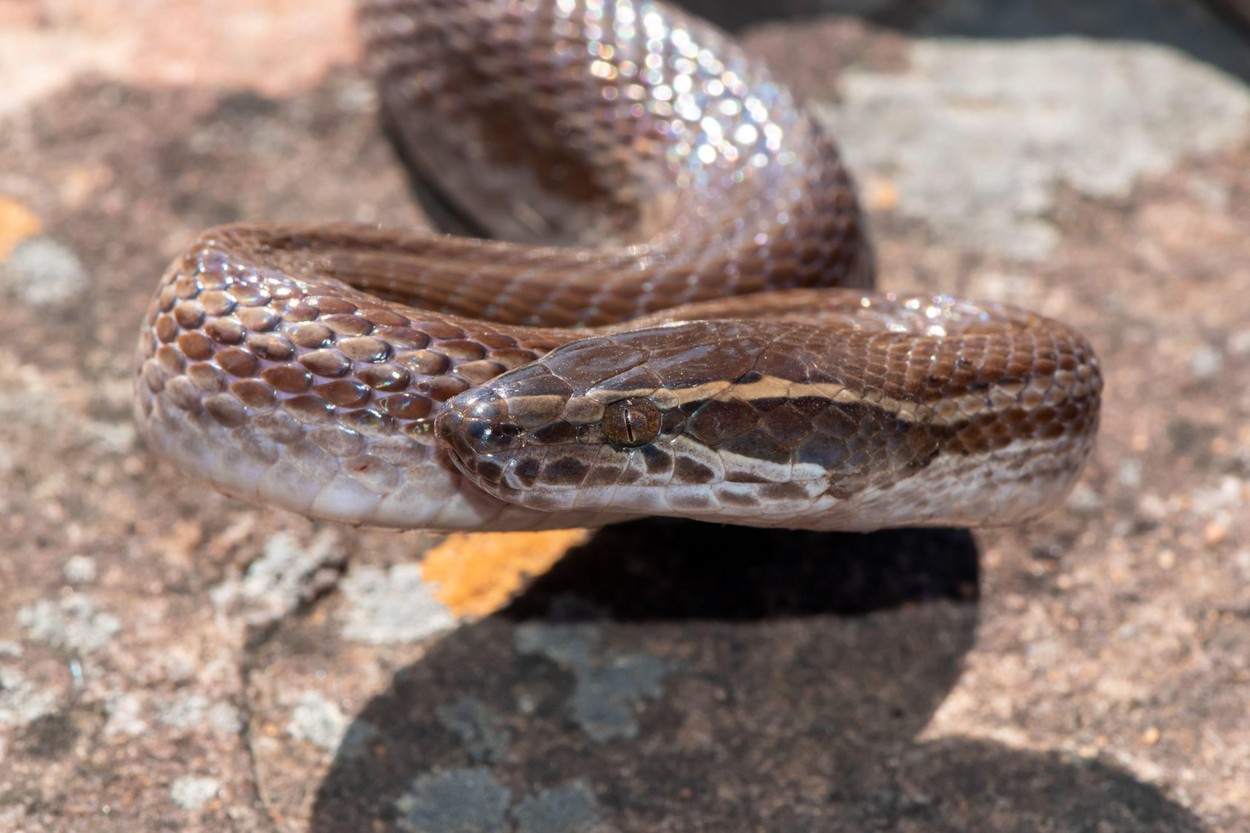 Close-up of a beautiful Brown house snake (Boaedon capensis)