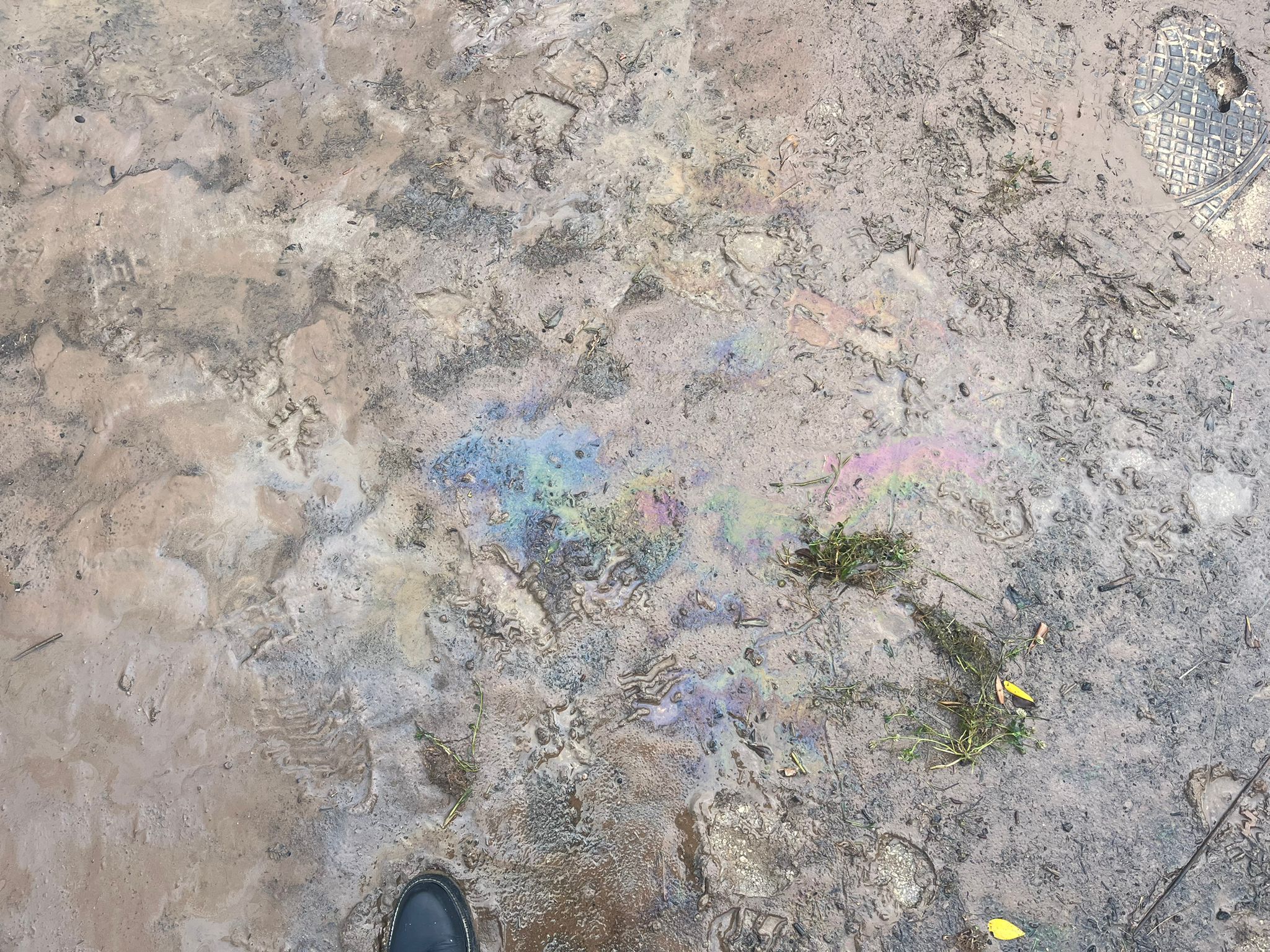 N1 / Vesela Šegvić