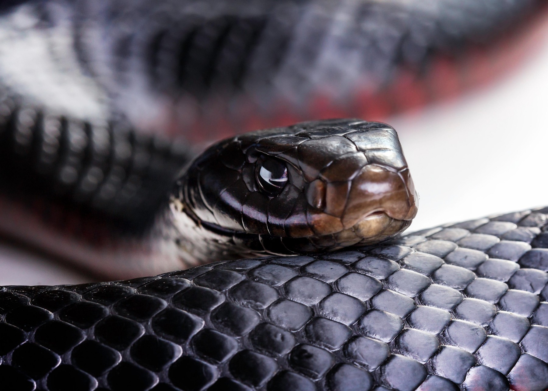 A red bellied black snake (Pseudechis porphyriacus) up close on a white background