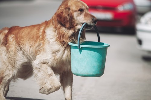 a smart adult dog carries a bucket in its mouth.