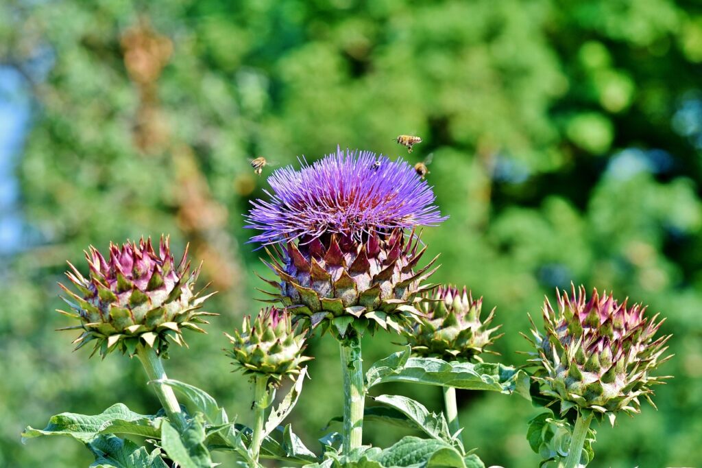 1685432216-artichoke-3821317_1280-1024x682.jpg