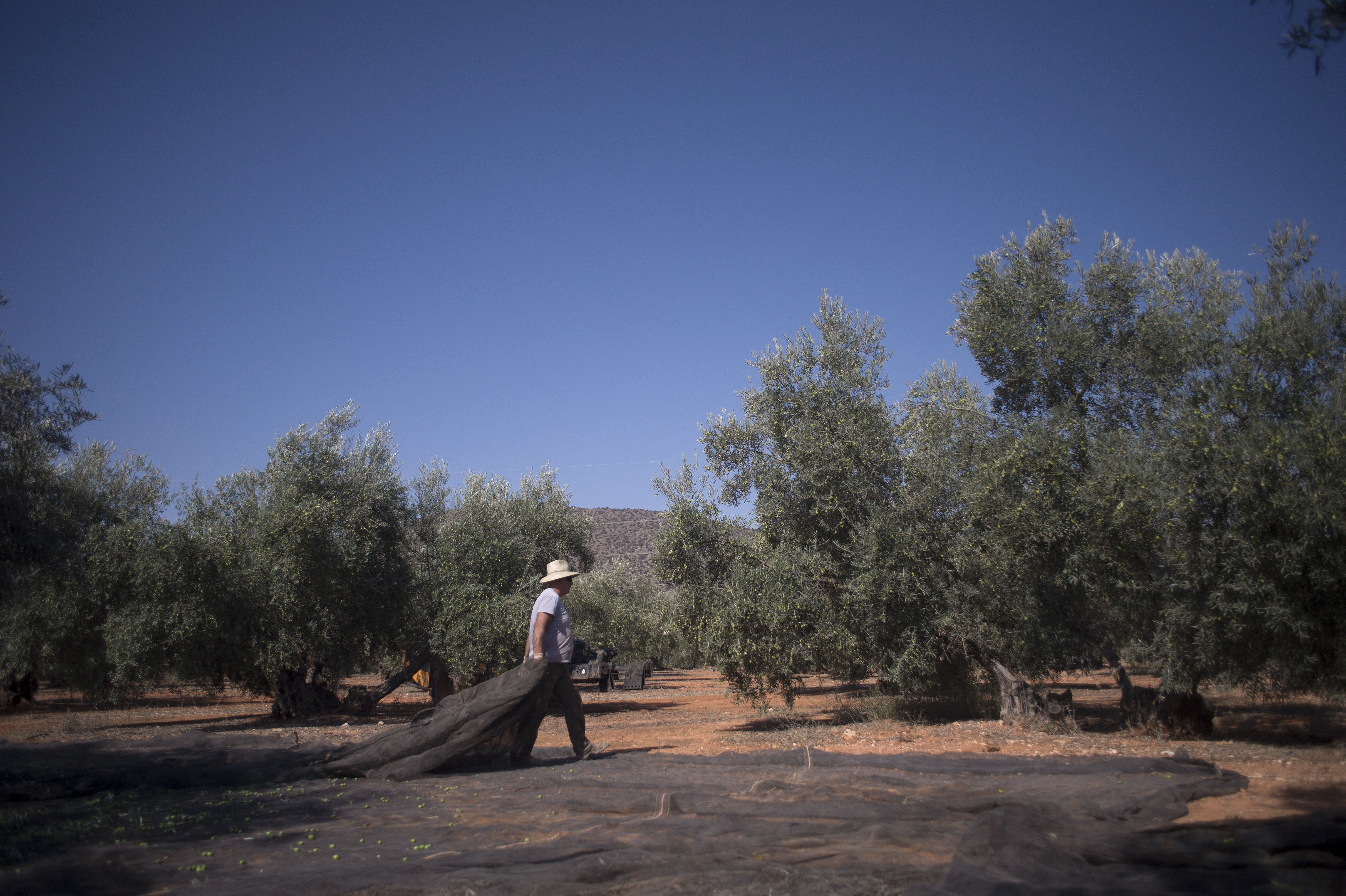 masilne, suša, španjolska