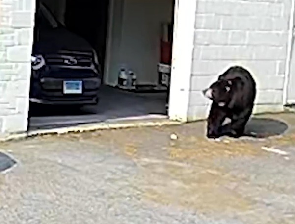 medvjed slastičarnica