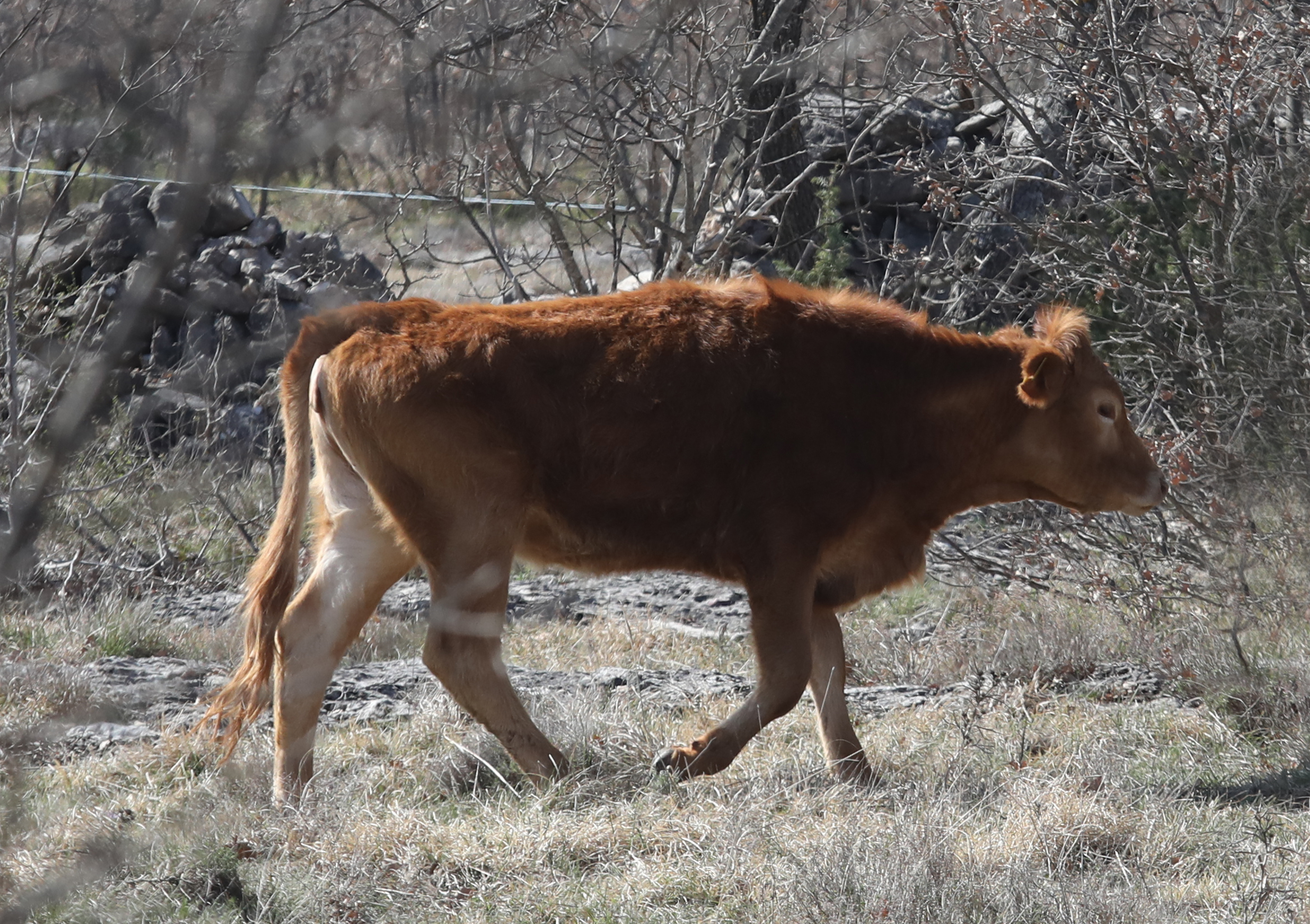 Krave i goveda na slobodnoj ispaši u šibenskom zaleđu