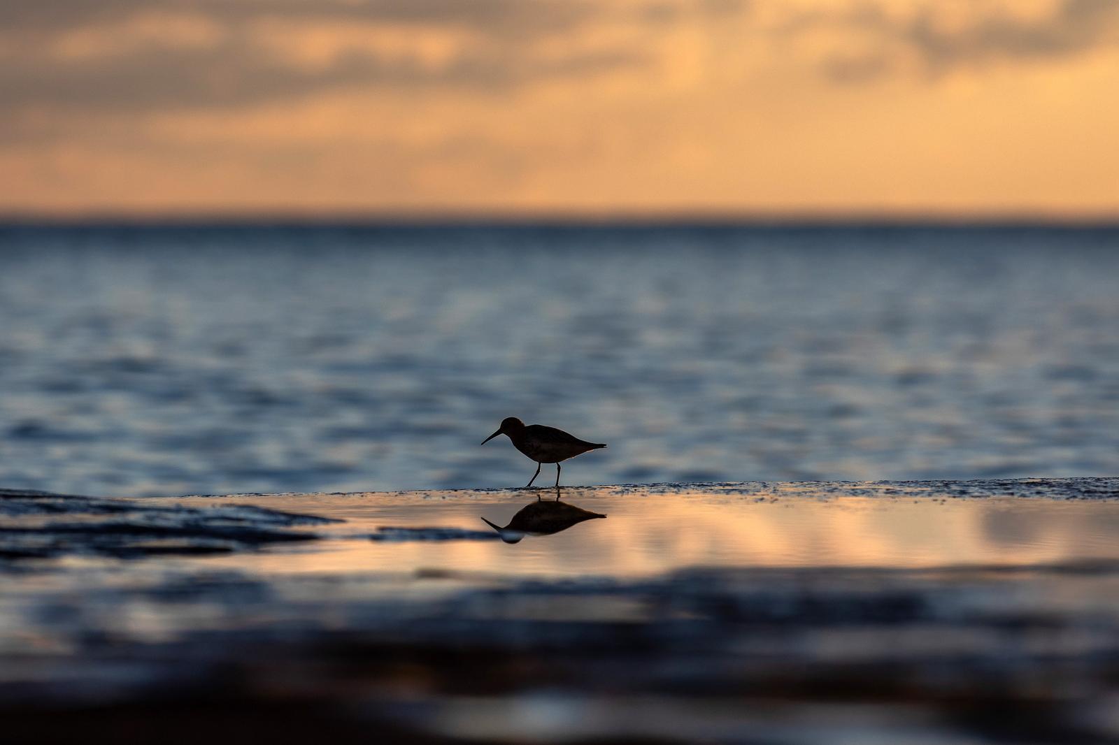 Ptica žalar cirikavac na obali mora hrani se kukcima