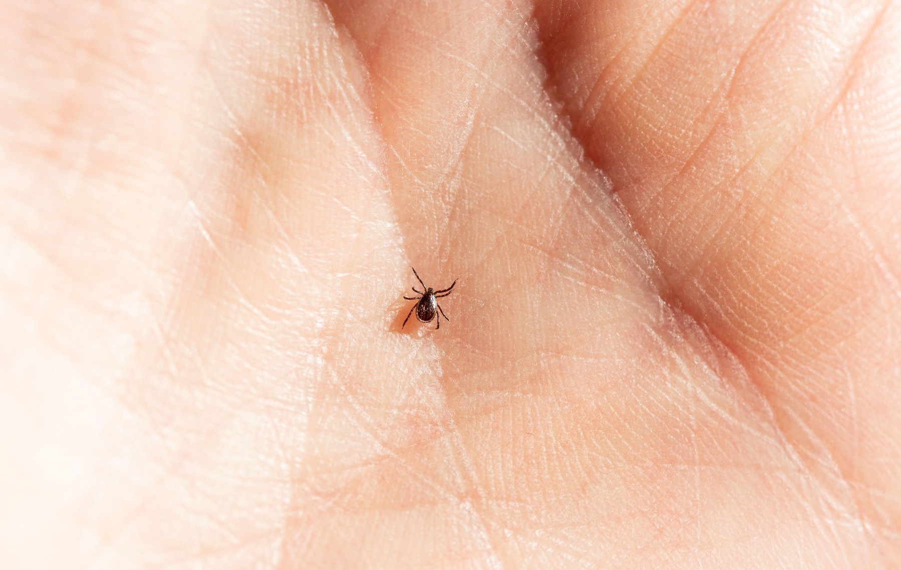 An animal Tick on a human hand