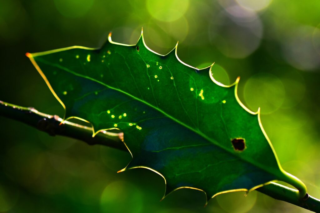 1686561742-holly-leaf-g80538b031_1280-1024x683.jpg