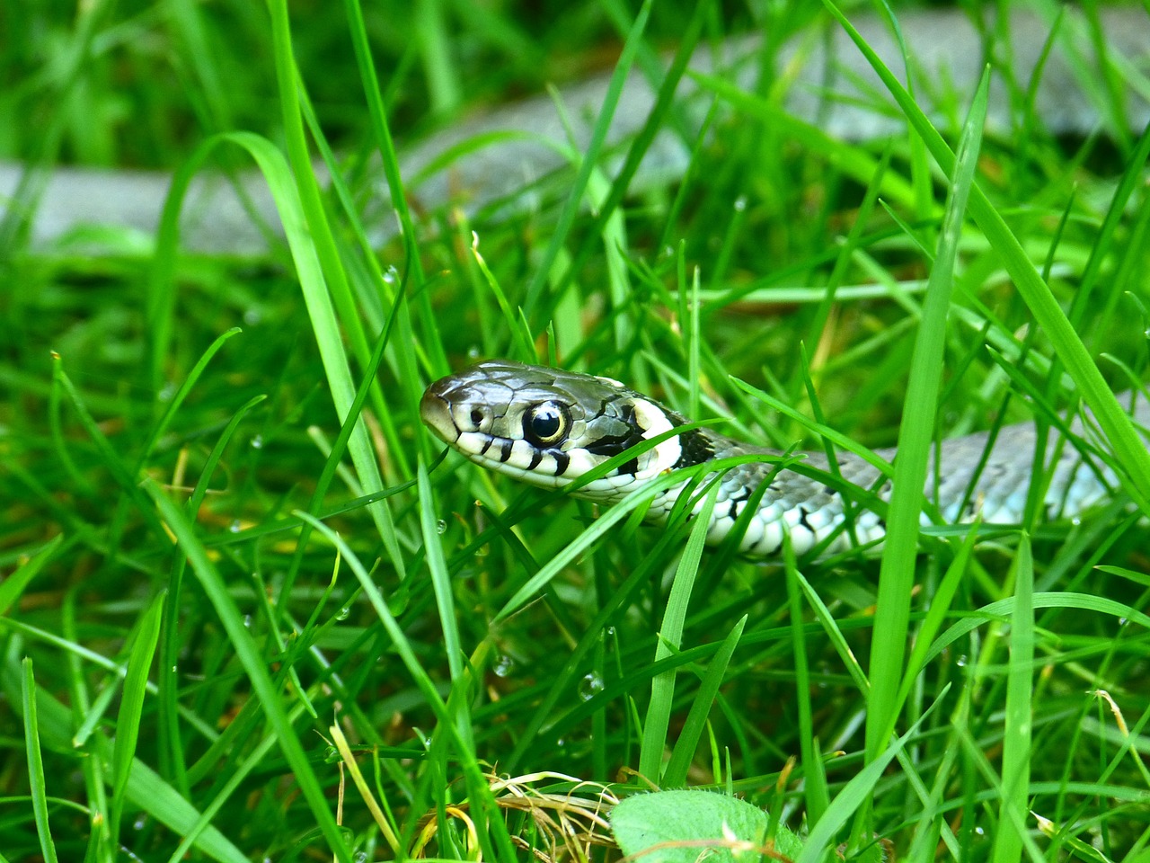 Pixabay_grass-snake-, zmija, zmije, trava, gmaz,