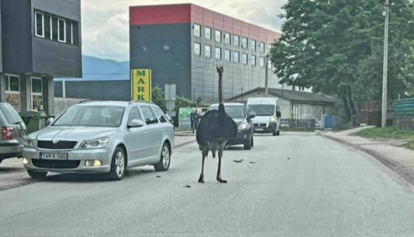 1686588866-video-noj-prosetao-ulicama-jednog-bh-grada-noj_648730f86520e