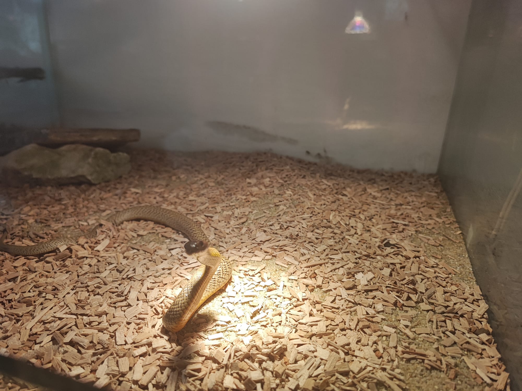 Kopreni tajpan, otrovna zmija, otrovnica