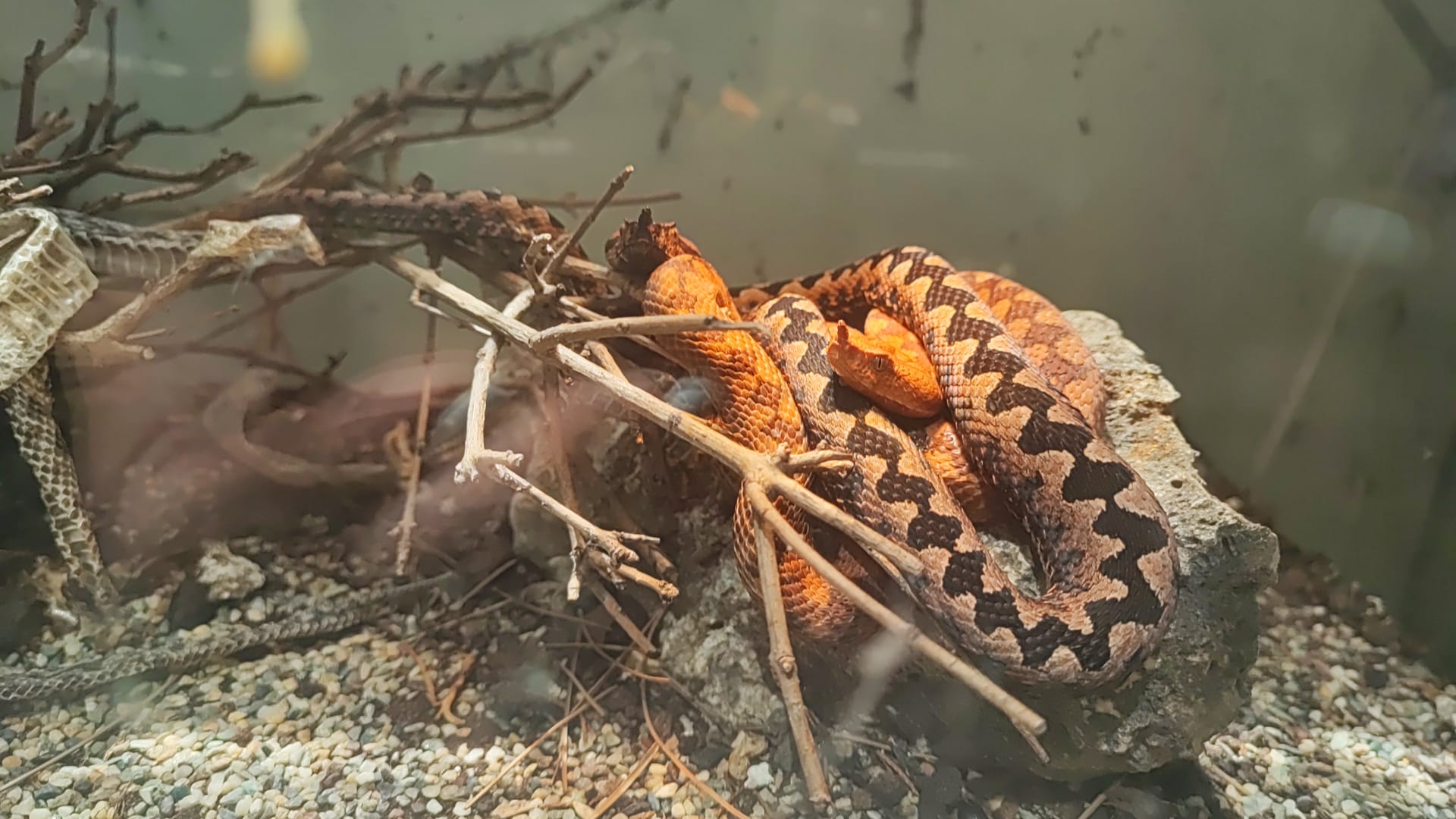 poskok, otrovna zmija, otrovnica