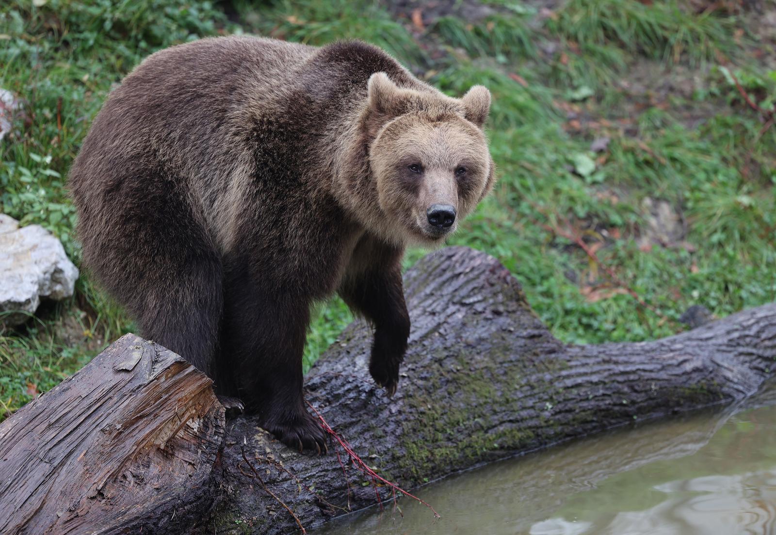 Zagrebački zoološki vrt dobio nove stanovnike, medvjediće Alberta i Kvetu